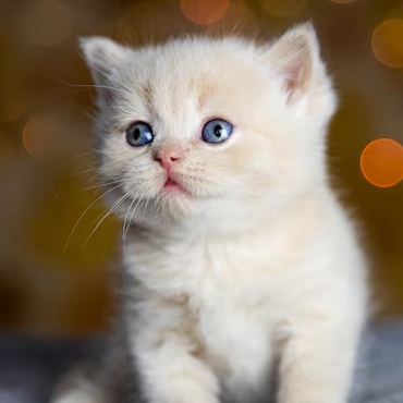 Pamuk